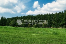제주도, 숲, 잔디, 풀밭, 목장, 사진,이미지,일러스트,캘리그라피 - Kumyido작가 크라우드픽 - 저작권 걱정 없는 상업용 이미지