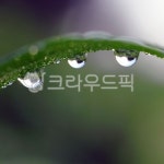 이슬, 이슬방울, 풀잎, 아침이슬, 작은물방울, 사진,이미지,일러스트,캘리그라피 - Taehong작가 크라우드픽 - 저작권 걱정 없는 상업용 이미지
