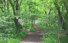 제주, 샤려니숲길, 숲, 숲속, 숲길, 사진,이미지,일러스트,캘리그라피 - 짱고아빠작가 크라우드픽 - 저작권 걱정 없는 상업용 이미지