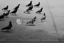 비둘기, 비둘기떼, 공원, 둘기, 비둘비둘, 사진,이미지,일러스트,캘리그라피 - 김토미작가 크라우드픽 - 저작권 걱정 없는 상업용 이미지