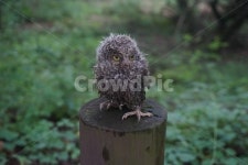 소쩍새, 자연, 동물, 새, 천연기념물, 사진,이미지,일러스트,캘리그라피 - happyvirus작가 크라우드픽 - 저작권 걱정 없는 상업용 이미지