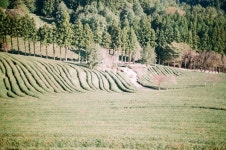 outdoors, 녹차밭, 녹차, 초록, greentea, 사진,이미지,일러스트,캘리그라피 - Jemnoo작가 크라우드픽 - 저작권 걱정 없는 상업용 이미지