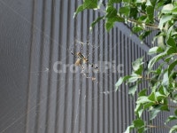 거미, 거미줄, spider, 동물, spiderweb, 사진,이미지,일러스트,캘리그라피 - ssfwl작가 크라우드픽 - 저작권 걱정 없는 상업용 이미지