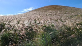 제주도, 새별오름, 오름, plant, 식물, 사진,이미지,일러스트,캘리그라피 - otromundo작가 크라우드픽 - 저작권 걱정 없는 상업용 이미지