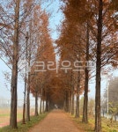 메타세콰이아, 메타세콰이아길, tree, 나무, 가을길, 사진,이미지,일러스트,캘리그라피 - Nfoseha9작가 크라우드픽 - 저작권 걱정 없는 상업용... 