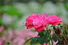 광주, 서구, 공원, 풍암저수지, 풍암공원, 사진,이미지,일러스트,캘리그라피 - 영산공작가 크라우드픽 - 저작권 걱정 없는 상업용 이미지