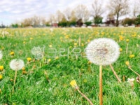 plant, 식물, flower, 꽃, 민들레, 사진,이미지,일러스트,캘리그라피 - 엄마소작가 크라우드픽 - 저작권 걱정 없는 상업용 이미지