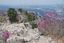 달음산, 옥정사, 철쭉, 꽃, 자연의위대함, 사진,이미지,일러스트,캘리그라피 - 김창래작가 크라우드픽 - 저작권 걱정 없는 상업용 이미지