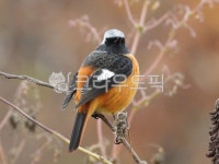 딱새, 산새, daurianredstart, 동물, animal, 사진,이미지,일러스트,캘리그라피 - 금눈올작가 크라우드픽 - 저작권 걱정 없는 상업용 이미지