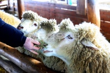 대관령, 양떼목장, 건초, 풀, 먹이, 사진,이미지,일러스트,캘리그라피 - 대송작가 크라우드픽 - 저작권 걱정 없는 상업용 이미지