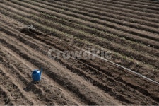 밭, 농사, 밭고랑, 봄, 농촌, 사진,이미지,일러스트,캘리그라피 - Nredbg79작가 크라우드픽 - 저작권 걱정 없는 상업용 이미지