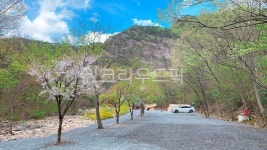 캠핑장, 벚꽃, 캠핑, 파쇄석, camping, 사진,이미지,일러스트,캘리그라피 - Naram7154작가 크라우드픽 - 저작권 걱정 없는 상업용 이미지