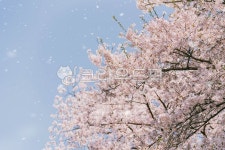 꽃비, 벚꽃, 감성사진, 배경화면, 꽃, 사진,이미지,일러스트,캘리그라피 - yullso작가 크라우드픽 - 저작권 걱정 없는 상업용 이미지