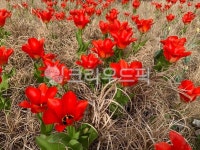 봄, 꽃, 봄꽃, 튤립, 꽃잎, 사진,이미지,일러스트,캘리그라피 - photo92작가 크라우드픽 - 저작권 걱정 없는 상업용 이미지