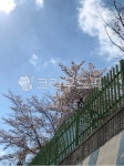 감성, 꽃, 봄, 꽃놀이, 계절, 사진,이미지,일러스트,캘리그라피 - junsdy작가 크라우드픽 - 저작권 걱정 없는 상업용 이미지