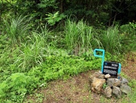 간세, 농로, 솔숲, 제주, 올레19코스, 사진,이미지,일러스트,캘리그라피 - Deep bLUE작가 크라우드픽 - 저작권 걱정 없는 상업용 이미지