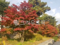 단풍나무, tree, 나무, leaf, 잎, 사진,이미지,일러스트,캘리그라피 - wishes0117작가 크라우드픽 - 저작권 걱정 없는 상업용 이미지