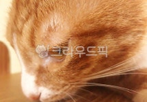 주식회사 야옹상회(YAONG Co.,Ltd.) | 고양이, 반려묘, cat, 동물, 야옹이, 사진,이미지,일러스트,캘리그라피 - mr yaong작가 크라우드픽 - 저작권 걱정 없는 상업용 이미지