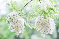 연두빛, 꽃, flower, 아카시아, 여름, 사진,이미지,일러스트,캘리그라피 - kasadin작가 크라우드픽 - 저작권 걱정 없는 상업용 이미지