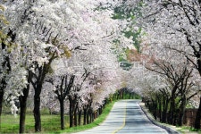 길, 도로, 꽃, 벚꽃, 벚꽃길, 사진,이미지,일러스트,캘리그라피 - Nbug5608작가 크라우드픽 - 저작권 걱정 없는 상업용 이미지