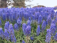 lupin, 루핀, flower, 꽃, 식물, 사진,이미지,일러스트,캘리그라피 - Skylar17작가 크라우드픽 - 저작권 걱정 없는 상업용 이미지