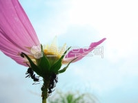 꽃, 개미, 분홍색, 곤충, 들꽃, 사진,이미지,일러스트,캘리그라피 - Yolk작가 크라우드픽 - 저작권 걱정 없는 상업용 이미지