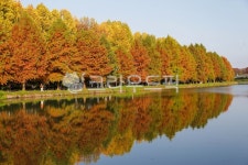 담양, 관방제림, 반영, 단풍, nature, 사진,이미지,일러스트,캘리그라피 - ddonadri작가 크라우드픽 - 저작권 걱정 없는 상업용 이미지