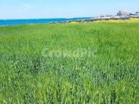 제주도, 우도, 청보리, 녹색, 보리, 사진,이미지,일러스트,캘리그라피 - 테디곰퉁작가 크라우드픽 - 저작권 걱정 없는 상업용 이미지