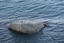 물, 바다, 새, 새똥, 파도, 사진,이미지,일러스트,캘리그라피 - 작은엄지작가 크라우드픽 - 저작권 걱정 없는 상업용 이미지