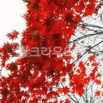 leaf, 잎, 단풍, 식물, 나무, 사진,이미지,일러스트,캘리그라피 - kim89작가 크라우드픽 - 저작권 걱정 없는 상업용 이미지