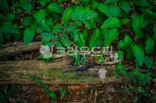 나무, 숲, 녹색, 산, 봉제산, 사진,이미지,일러스트,캘리그라피 - 콩바구니작가 크라우드픽 - 저작권 걱정 없는 상업용 이미지