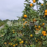 감귤농장, 감귤재배, 감귤나무, 감귤, 감귤따기, 사진,이미지,일러스트,캘리그라피 - 초잉일러스트작가 크라우드픽 - 저작권 걱정 없는 상업용 이미지