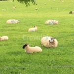 영국, 유럽, 양, 목장, 농장, 사진,이미지,일러스트,캘리그라피 - 레츠비개츠비작가 크라우드픽 - 저작권 걱정 없는 상업용 이미지