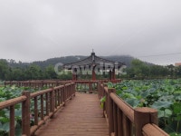 산책로, 연꽃, 정자, 큰연꽃, 연꽃들, 사진,이미지,일러스트,캘리그라피 - Ngracekim814작가 크라우드픽 - 저작권 걱정 없는 상업용 이미지