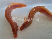 미꾸라지, 미꾸리, 추어탕재료, 추어탕, 생물, 사진,이미지,일러스트,캘리그라피 - 작가 DREAM작가 크라우드픽 - 저작권 걱정 없는 상업용 이미지