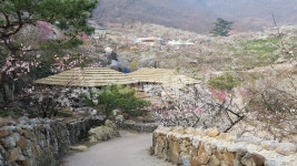 광양, 매화, 매화축제, 광양매화마을, 홍쌍리매화마을, 사진,이미지,일러스트,캘리그라피 - 자연사랑작가 크라우드픽 - 저작권 걱정 없는 상업용... 