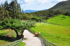 대관령, 양떼목장, 길, 나무, 초원, 사진,이미지,일러스트,캘리그라피 - kairosJ작가 크라우드픽 - 저작권 걱정 없는 상업용 이미지