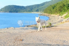 dog, 개, mammal, 포유류, animal, 사진,이미지,일러스트,캘리그라피 - jhres작가 크라우드픽 - 저작권 걱정 없는 상업용 이미지