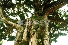 고목, 나무껍질, 초록, 나무줄기, 나뭇잎, 사진,이미지,일러스트,캘리그라피 - 노니지닉작가 크라우드픽 - 저작권 걱정 없는 상업용 이미지