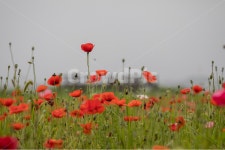 자연, 꽃, 양귀비, 꽃양귀비, 물의정원, 사진,이미지,일러스트,캘리그라피 - 오늘따라작가 크라우드픽 - 저작권 걱정 없는 상업용 이미지