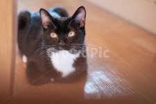 고양이, 검은고양이, 검은고양이네로, cat, blackcat, 사진,이미지,일러스트,캘리그라피 - 보통사진작가 크라우드픽 - 저작권 걱정 없는... 