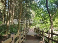 편백숲, 숲길, 산책로, 피톤치드, 둘레길, 사진,이미지,일러스트,캘리그라피 - 즐컴작가 크라우드픽 - 저작권 걱정 없는 상업용 이미지