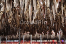 황태, 북어, 명태, 동태, 용대리, 사진,이미지,일러스트,캘리그라피 - 미리내작가 크라우드픽 - 저작권 걱정 없는 상업용 이미지