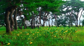 plant, 식물, tree, 꽃, 나무, 사진,이미지,일러스트,캘리그라피 - Nepoto1작가 크라우드픽 - 저작권 걱정 없는 상업용 이미지