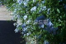 꽃, 풍경, 안개꽃, 푸른꽃, 파란꽃, 사진,이미지,일러스트,캘리그라피 - rmf4632작가 크라우드픽 - 저작권 걱정 없는 상업용 이미지