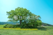 나무, 하늘, 느티나무, 산, 들녘, 사진,이미지,일러스트,캘리그라피 - 하늬하늬작가 크라우드픽 - 저작권 걱정 없는 상업용 이미지