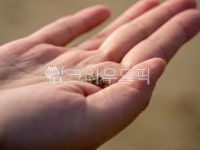 바다, 게, 미니게, 바닷가, 꼬마게, 사진,이미지,일러스트,캘리그라피 - ppotto84작가 크라우드픽 - 저작권 걱정 없는 상업용 이미지