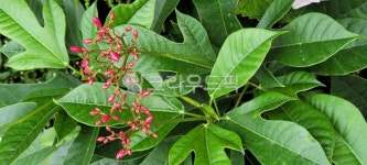 잎, leaf, plant, 식물, 잎새, 사진,이미지,일러스트,캘리그라피 - 새달작가 크라우드픽 - 저작권 걱정 없는 상업용 이미지