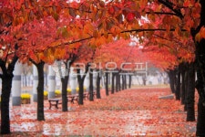 가을, autumn, 단풍, maple, 낙엽, 사진,이미지,일러스트,캘리그라피 - 고운경작가 크라우드픽 - 저작권 걱정 없는 상업용 이미지