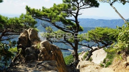 소나무, pine, hiddenwall, 사기막능선, 바위틈, 사진,이미지,일러스트,캘리그라피 - 웅장작가 크라우드픽 - 저작권 걱정 없는 상업용 이미지